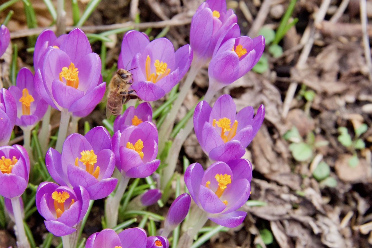 Garten-02-03-17.jpg