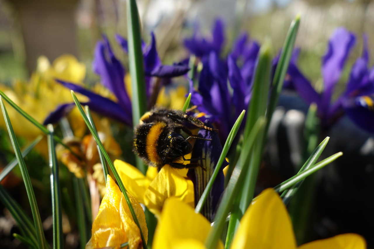 Garten-04-03-17.jpg