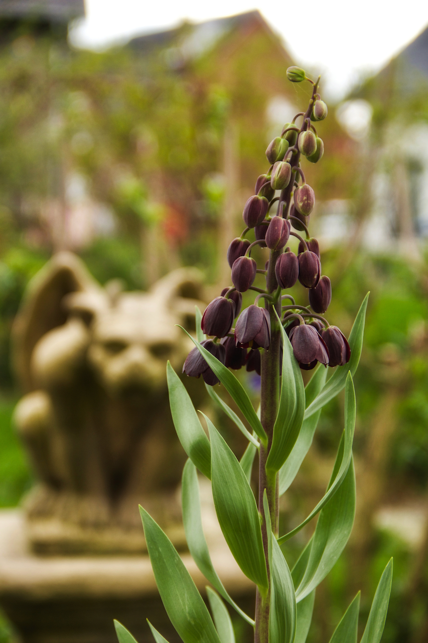 Garten-07-04-17.jpg