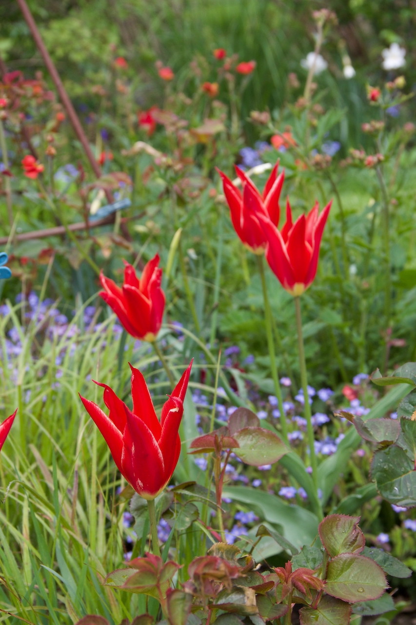 Garten-14-05-17.jpg