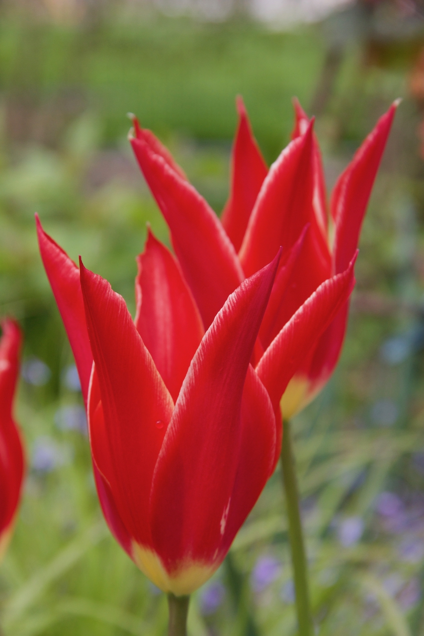 Garten-15-05-17.jpg