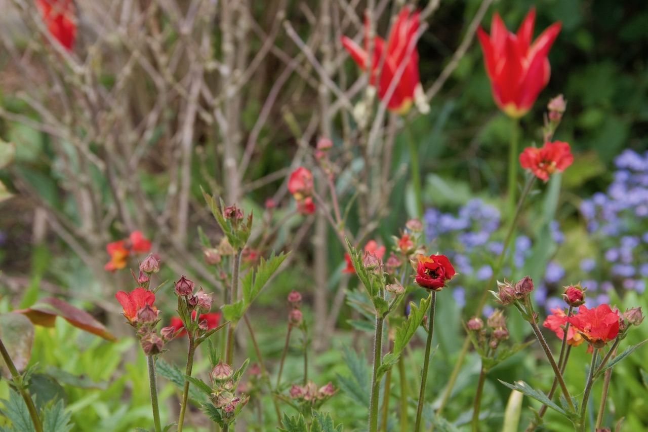 Garten-16-05-17.jpg