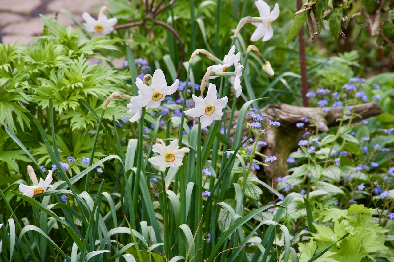 Garten-19-05-17.jpg