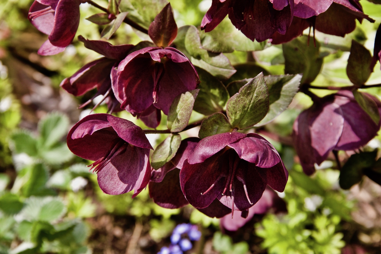 Garten-21-05-17.jpg