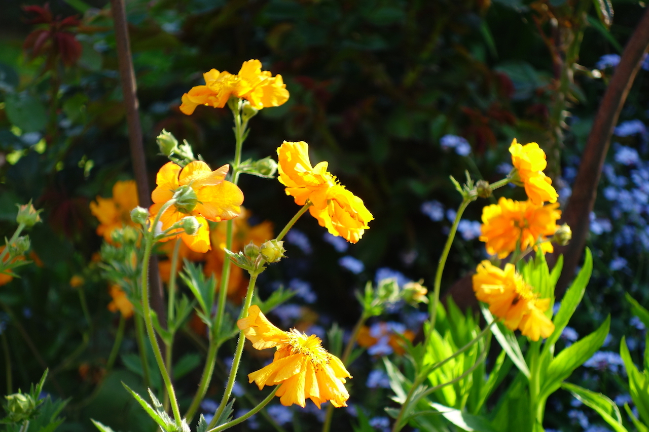 Garten-28-05-17.jpg