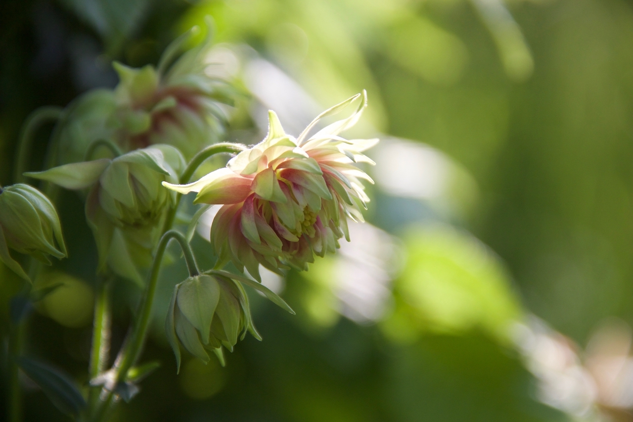 Garten-30-05-17.jpg