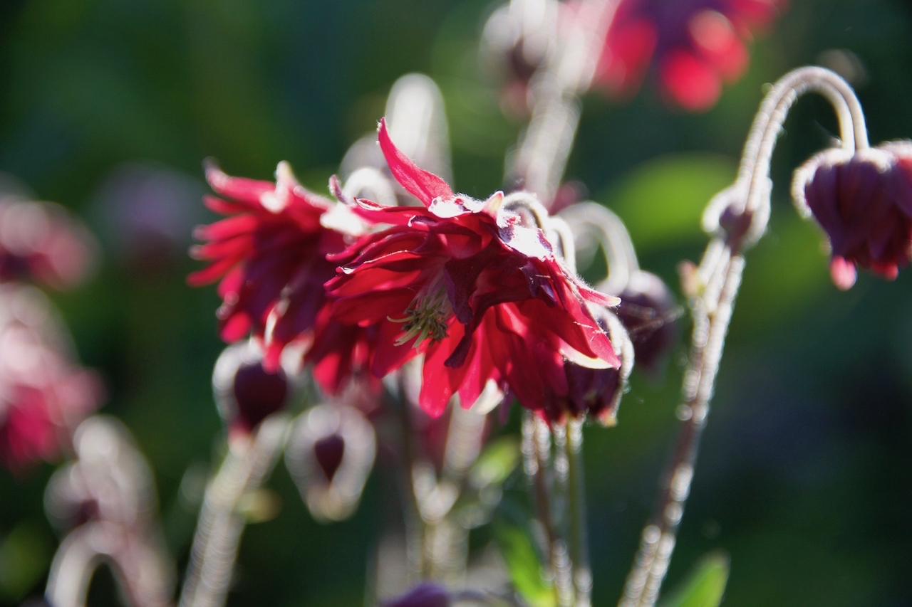 Garten-31-05-17.jpg