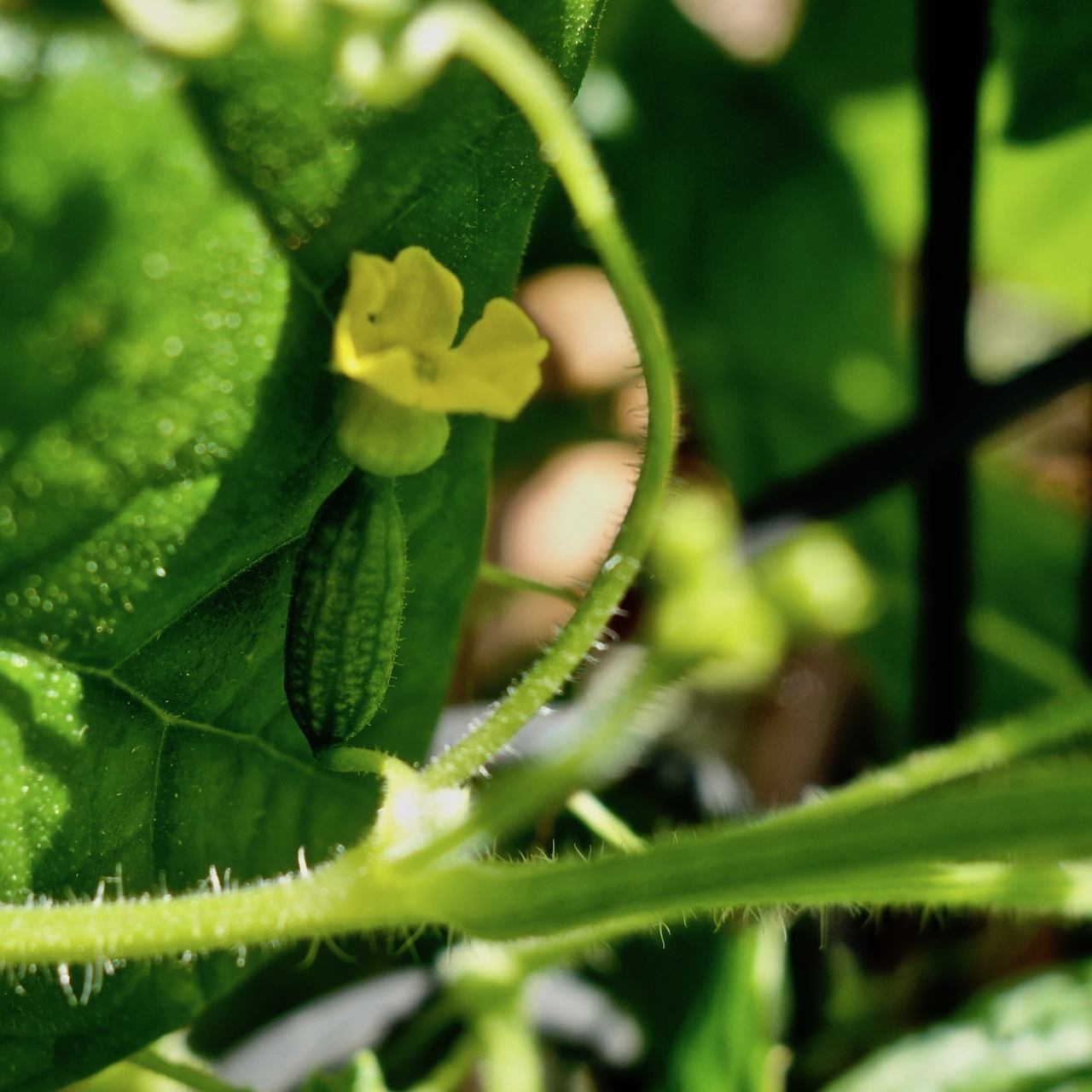 Garten-42-05-17.jpg