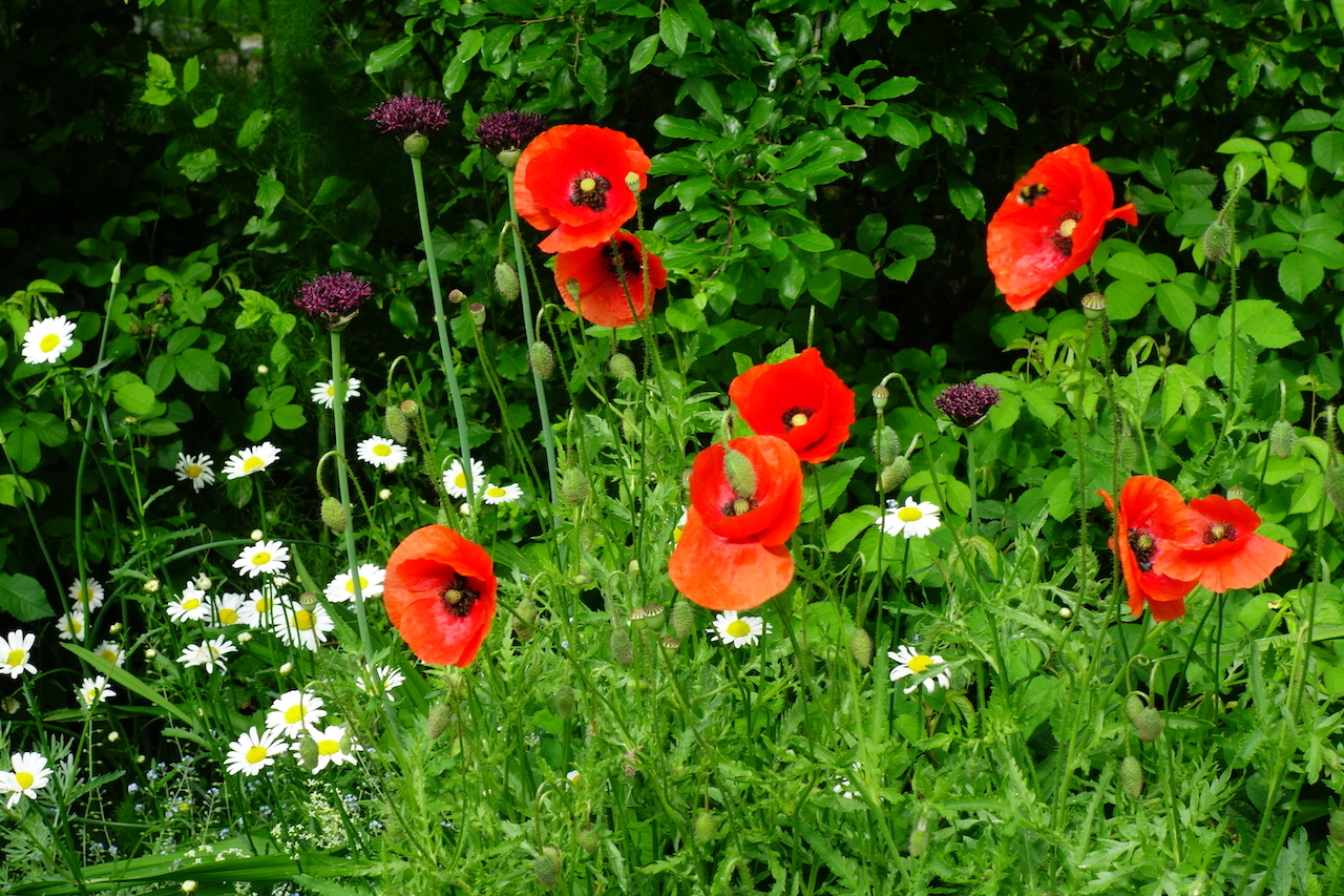 Garten-45-05-17.jpg