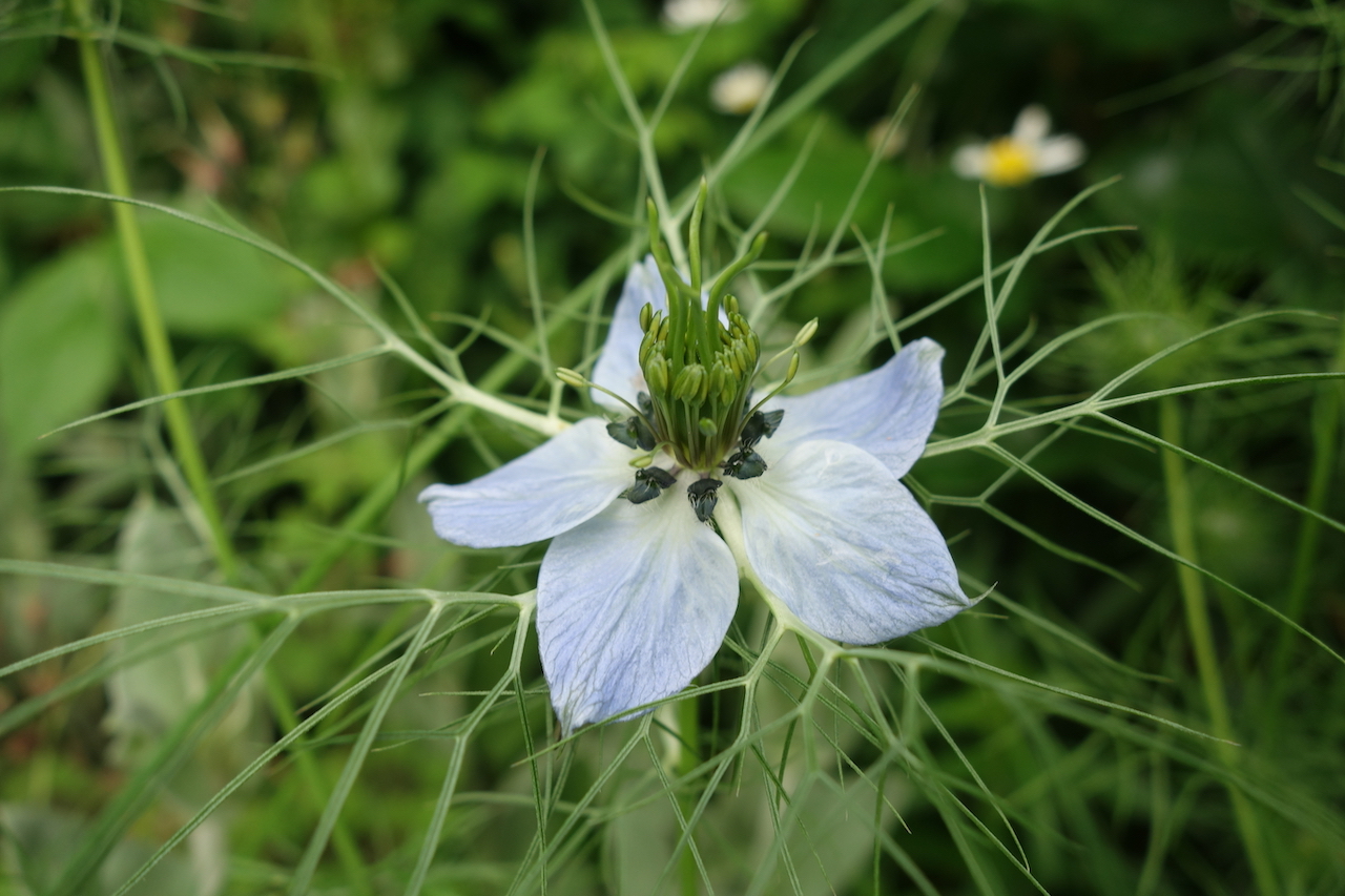 Garten-46-05-17.jpg