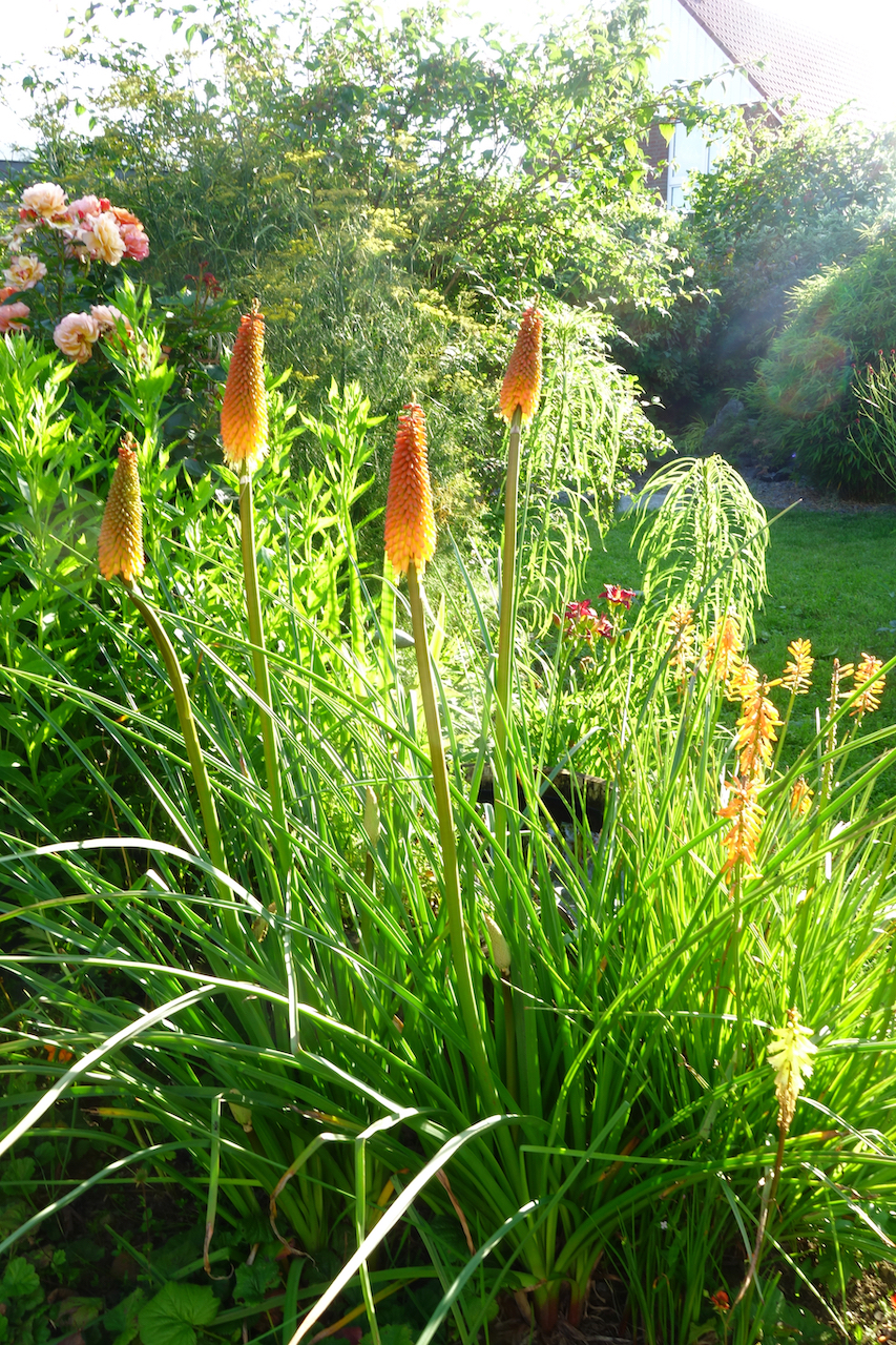 Garten-55-07-17.jpg