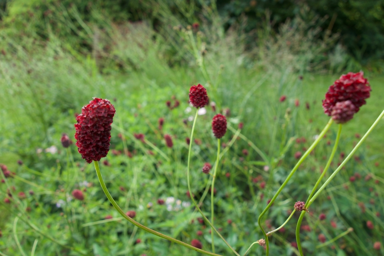 Garten-62-08-17.jpg