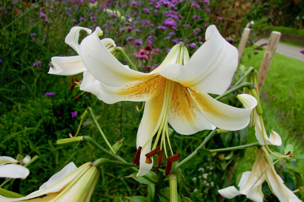 Garten-64-08-17.jpg