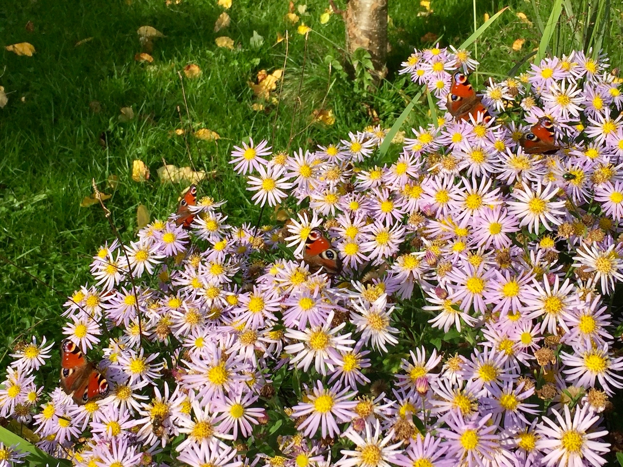 Garten-67-10-17.jpg