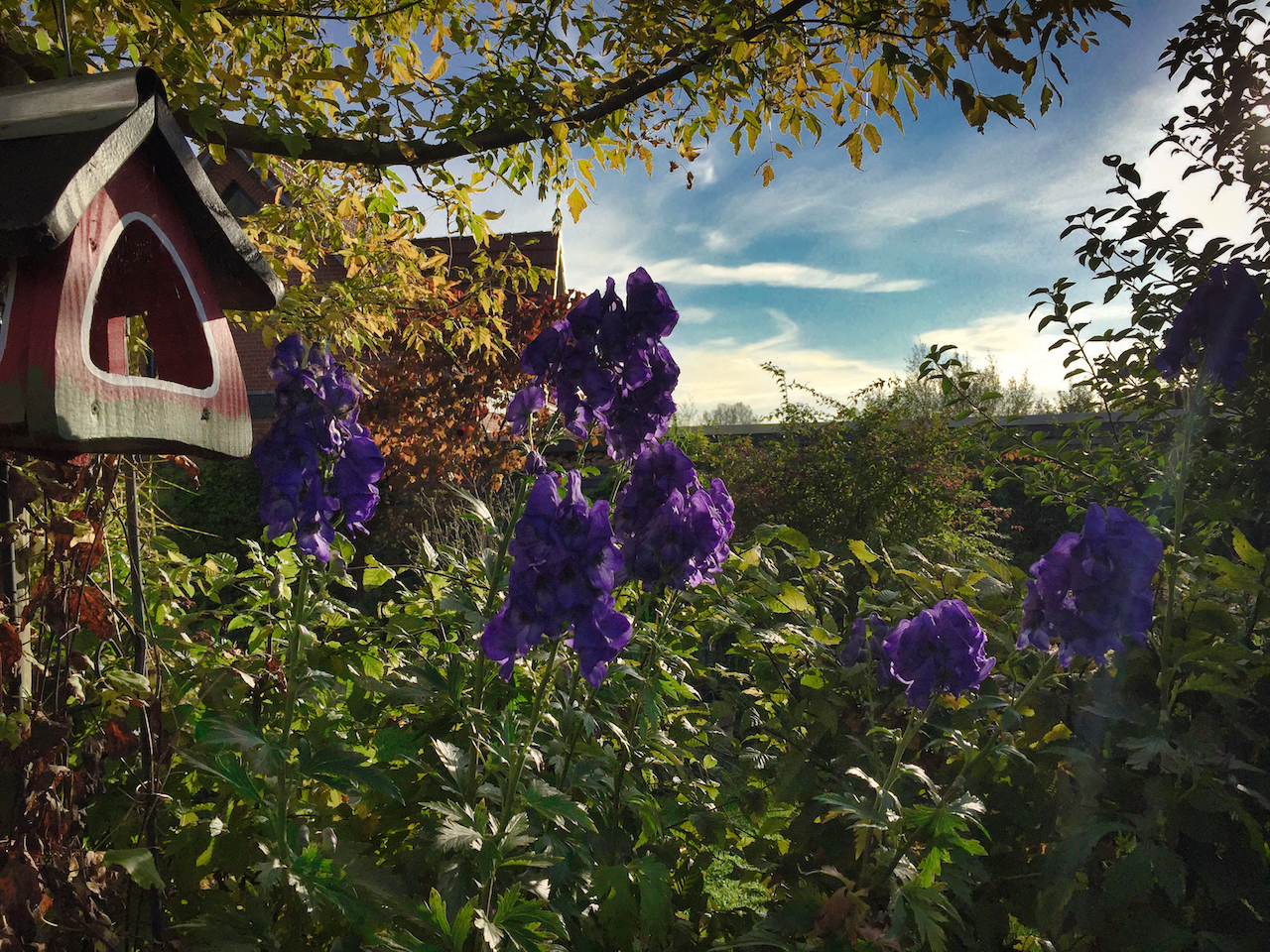 Garten-68-10-17.jpg