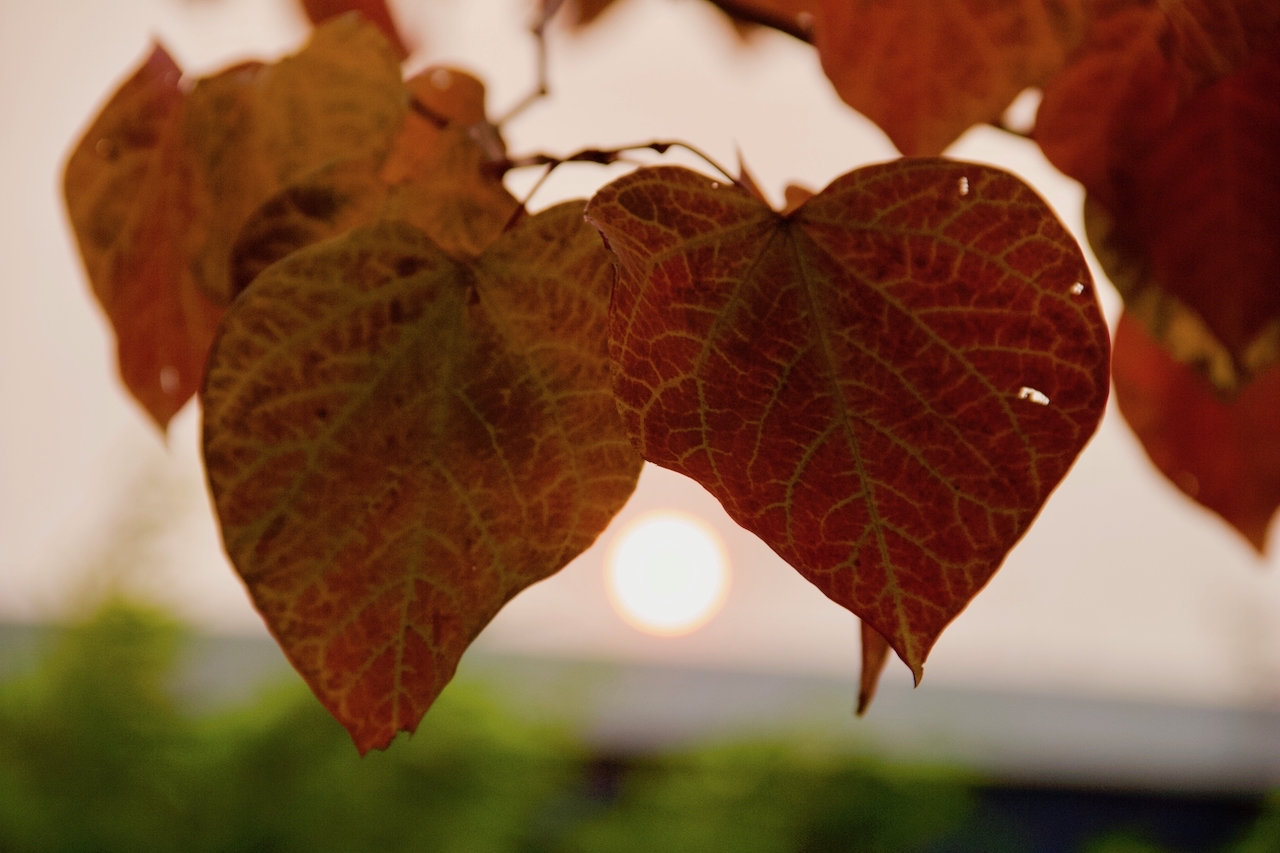 Garten-70-10-17.jpg