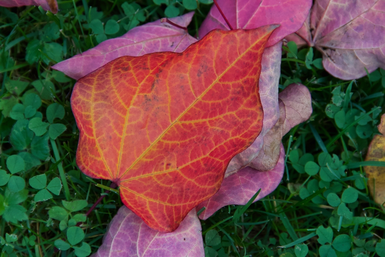 Garten-71-10-17.jpg