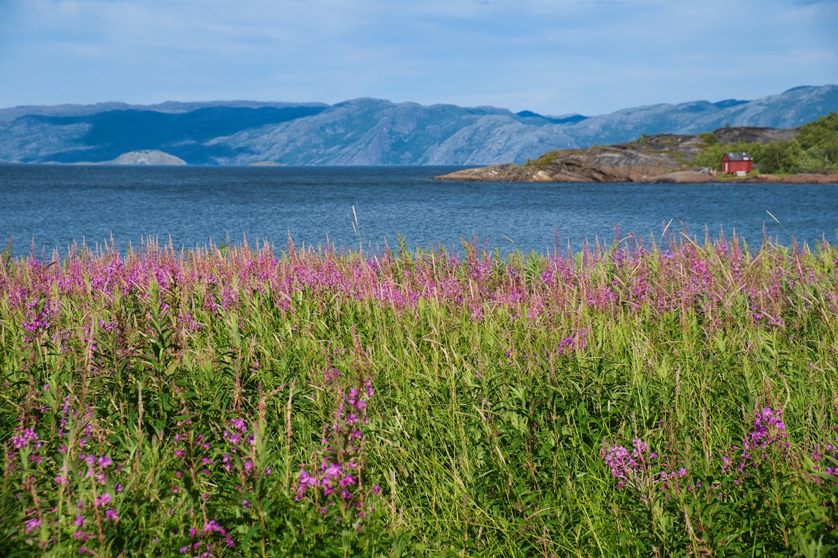 Alta Museum, Jøkelfjord und Alta-Stadt